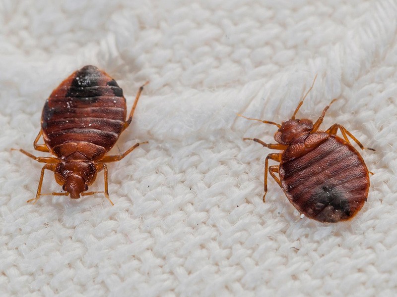 Professional Bed Bugs Exterminator Services Houston TX